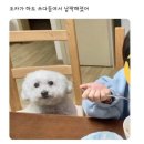 토끼와멍멍이 이미지