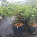 성목목장 이미지