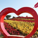 섬 맨드라미 축제 이미지