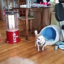 동물병원 퍼피하우스 이미지