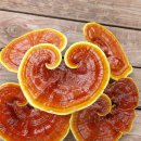 자연애흑염소팜 이미지