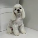 애견미용실 이미지