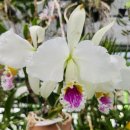 Cattleya mossiae semi-alba (pica pau×Gigante ) 이미지