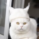 고양이 모자 이미지