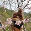숲속작은민박 이미지