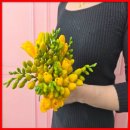 프리지아A | 향기로운 프리지아, 집안 가득 봄 기운을 전하다