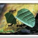 소문난개미 이미지