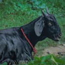 시골흑염소 이미지