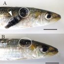 정어리(Sardinops melanostictus) 체표 감염 등각류 Anilocra clupei 이미지