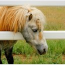 원당목장 이미지