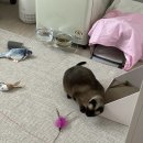 아리위드 이미지