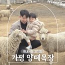 신용목장 | 가평 양떼목장 할인 당일 아이와 동물 먹이주기 체험 주말 나들이 경기도 가볼만한곳