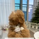 &lt;강아지하네스추천&gt; 내돈내산 케니펠리하네스 사용후기