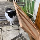 선흘 언니네 이미지