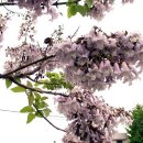 오동나무 이미지