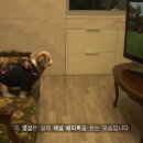해피독 이미지