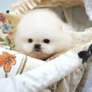 부산강아지분양 앨리펫 이미지