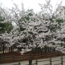 개화산공원 Daum카페
