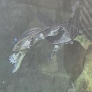 270-4600 | 대만 3박4일 여행경비+대만 시립동물원 후기