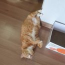 (주)예스굿모닝 | 밀려오는 졸음 주의 팔월 사주 일상🫤