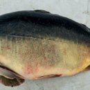 오궁낚시터 이미지