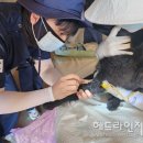 코리아동물약품 이미지