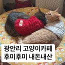 후미후미 | [광안리카페]코타츠 있는 고양이카페 내돈내산 솔직후기 후미후미