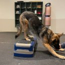 소노펫 스쿨 이미지