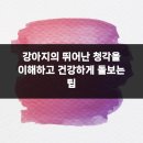 미앤유펫 강아지 고양이 원주점 | 강아지의 뛰어난 청각을 이해하고 건강하게 돌보는 팁
