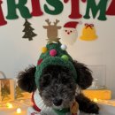 보들보들 유치원 이미지