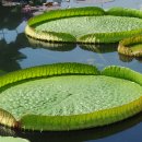 크루지아나 이미지