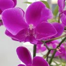 성주관광주유소 이미지