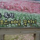 하동 북천 코스모스및 메밀꽃 축제 이미지