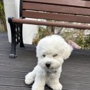 가남동물병원 | 4개월차 새끼 비숑 : 강아지 6차접종 비용&amp;내장칩 등록 후기