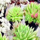 세진농장 이미지