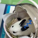 비비펫 동물병원 이미지