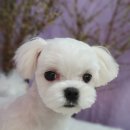 개꿀이발소 이미지