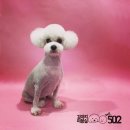 강아지미용실502 이미지