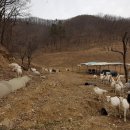 숲속산양목장 이미지