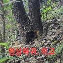 3곳 목청산행.40 (움직임 영상)(원본 약초매니아 카페) 이미지
