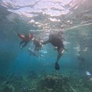 엠제이픽 | 보홀 가족여행 나팔링투어 정어리떼 숙소픽업 후기