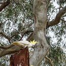 행복카랜드 이미지