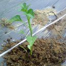 청운농장 이미지