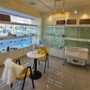 라이프독 강릉점 24시 강아지분양 고양이분양 이미지