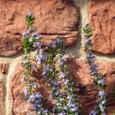 로즈마리 이미지