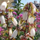 뽕잎과칼국수 이미지