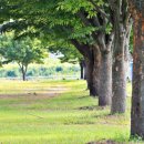 성주 경산리 성밖숲 이미지