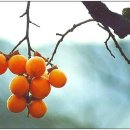 석과불식 (碩果不食) 이미지