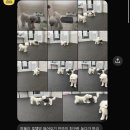 우리 애견 | 서면애견호텔 우리집첫째 서면점 후기