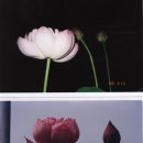 유화선 - 구미시 인동32길 10-4 | 유화선